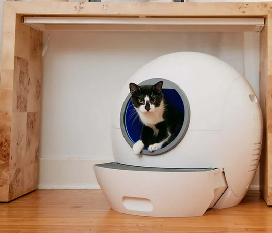 How to Deodorize Litter Box