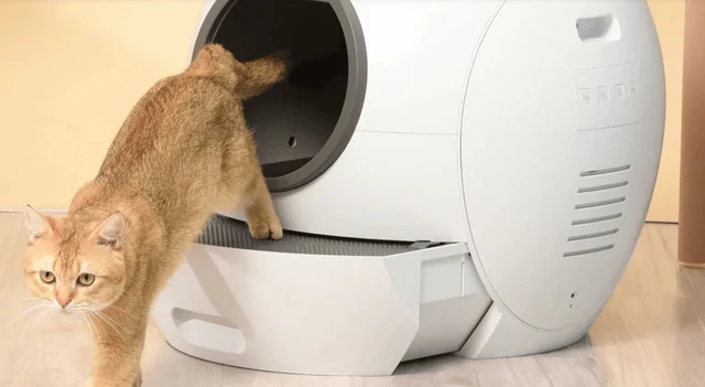 Where to Place a Cat Litter Box